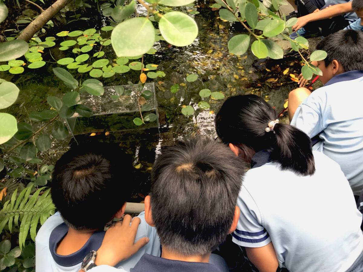 孩子在生態池觀察花蓮原生魚類